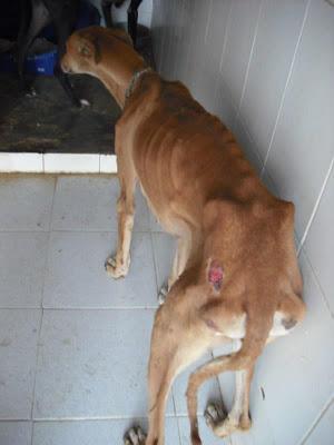 Galgas esqueléticas en la perrera de Jerez.