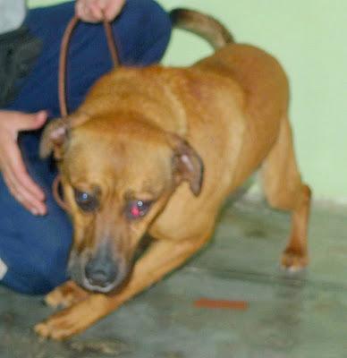 INU, 9 meses en la jaula, enfermo y ansioso. Perrera en Valencia ¿Le ayudas?