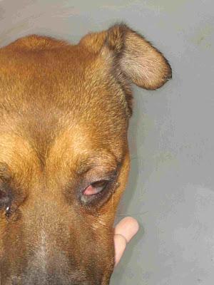 INU, 9 meses en la jaula, enfermo y ansioso. Perrera en Valencia ¿Le ayudas?