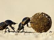 Escarabajo Estercolero