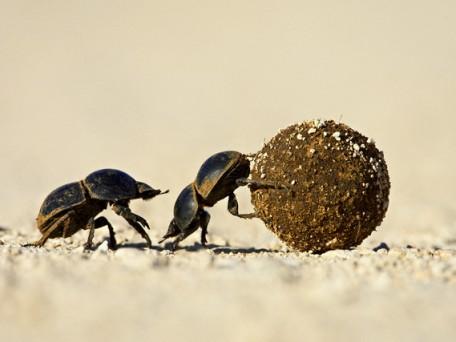 Two dung beetles rolling a dung ball, Addo Elephant National Park, South Africa, Africa