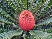 Jardín Botánico Córdoba: Histórico florecimiento
