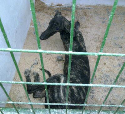 GALGO EN LA PERRERA DE HELLIN (ALBACETE) SACRIFICAN 30 DE NOVIEMBRE!