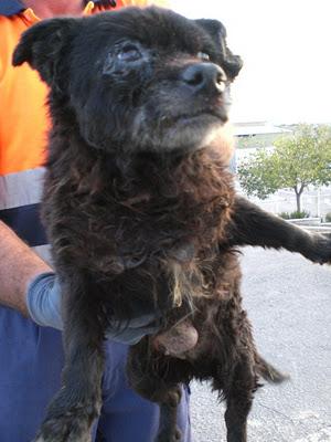 Perrita anciana en la perrera con tumores!! LA GUARIDA.