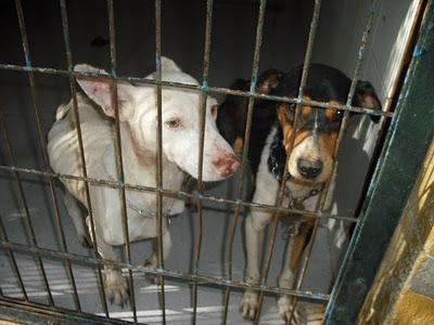 PEQUEÑOS EN LOS HUESOS! Abandonados juntos ¡SACRIFICAN!