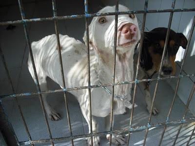 PEQUEÑOS EN LOS HUESOS! Abandonados juntos ¡SACRIFICAN!