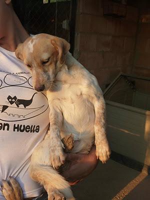 3 DE DICIEMBRE: ULTIMOS DIAS PARA TELMA....URGENTE!!!