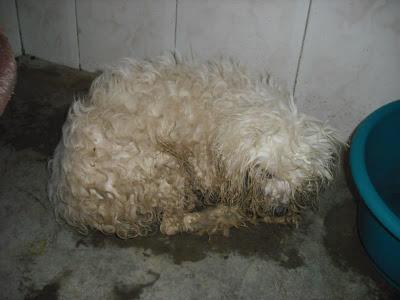 ABUELITO TOY EN PERRERA SIN DIENTES Y CIEGO VIEJECITO. (JEREZ)