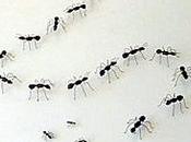 camino hormigas