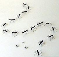 El camino de las hormigas