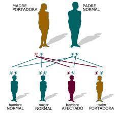 Teoría cromosómica de la herencia