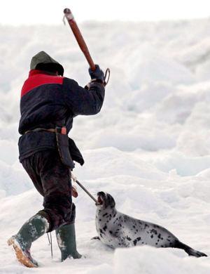 La caza ilegal en el océano Antártico se reducirá gracias a la aplicación de controles