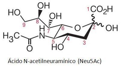 Ácido N-acetilneuramínico (Neu5Ac) Ácido N-acetilneuramínico (Neu5Ac)