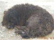 URTZ muere pena literalmente, pedimos ACOGIDA ADOPCIÓN DESESPERADA!!!!! (Pertenece Proteger inocentes Lérida)