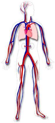 Función del sistema nervioso en el control rápido de la presión arterial
