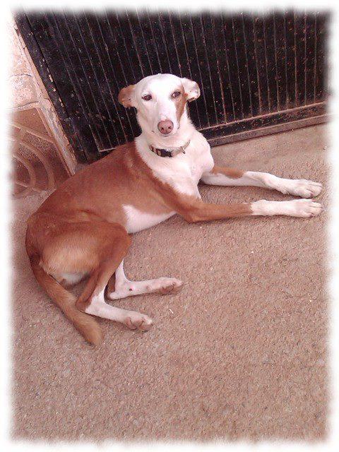 Podenca desaparecida en Valencia, no caza y está enferma y esterilizada