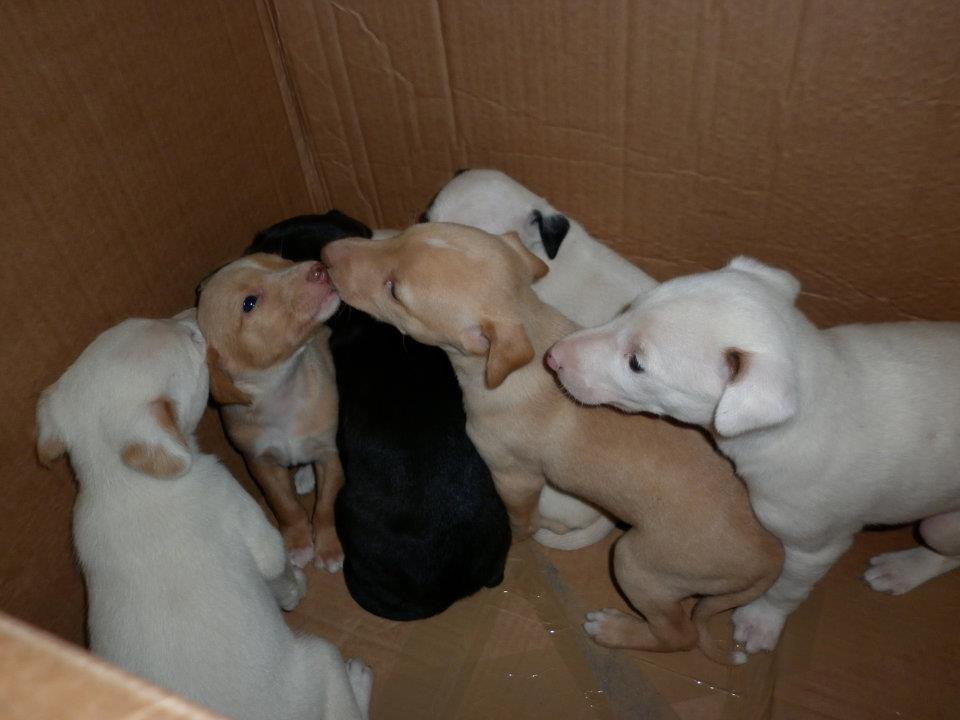 Urgente cachorros X de galgos en Badajoz,