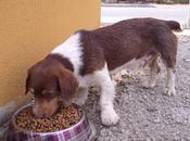 Cachorro calle