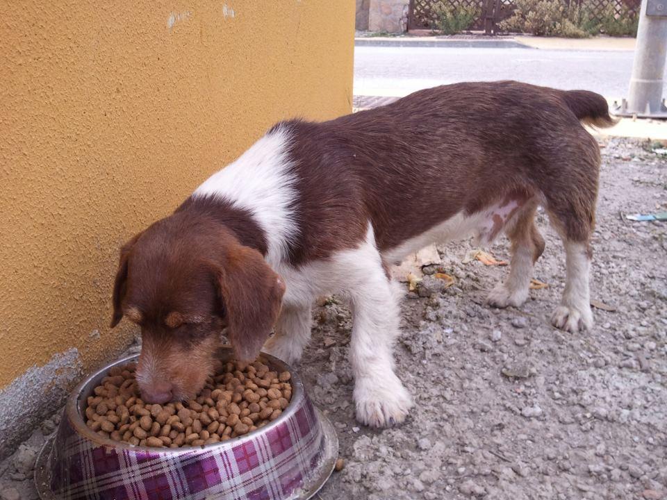 Cachorro en la calle