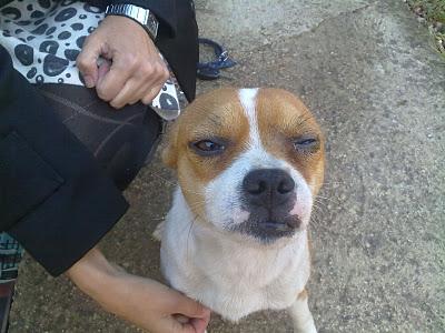 Cruce de chiguagua, le han dado una patada en el ojo. SEVILLA.