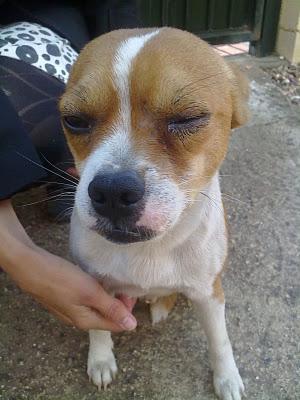 Cruce de chiguagua, le han dado una patada en el ojo. SEVILLA.