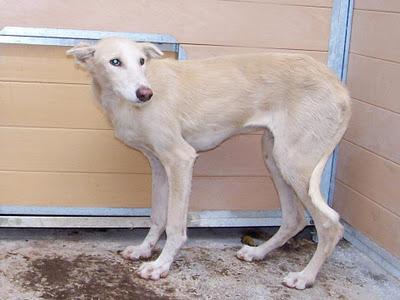 CACHORRO DE PODENCO MACHO EN ADOPCIÓN EN LA PERRERA DE MOVERA!!! ZARAGOZA.