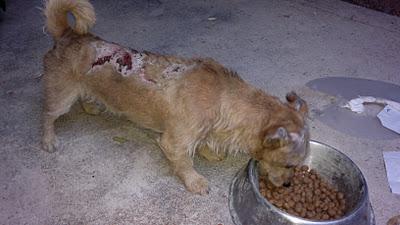 RECOGIDO PERRITO CON POSIBLES QUEMADURAS!! JODAR (JAEN)