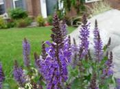 Salvia ornamental