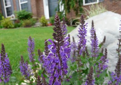 Salvia ornamental
