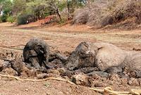 Bebé elefante y su madre rescatados del barro en Zambia (Galería de Imágenes)