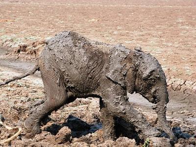 Bebé elefante y su madre rescatados del barro en Zambia (Galería de Imágenes)