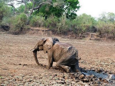 Bebé elefante y su madre rescatados del barro en Zambia (Galería de Imágenes)