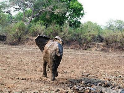 Bebé elefante y su madre rescatados del barro en Zambia (Galería de Imágenes)