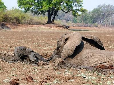 Bebé elefante y su madre rescatados del barro en Zambia (Galería de Imágenes)