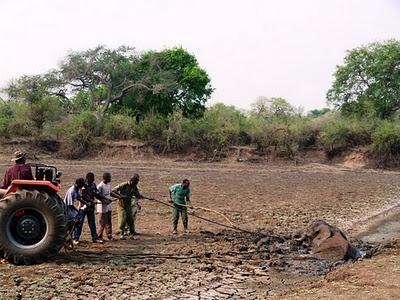 Bebé elefante y su madre rescatados del barro en Zambia (Galería de Imágenes)