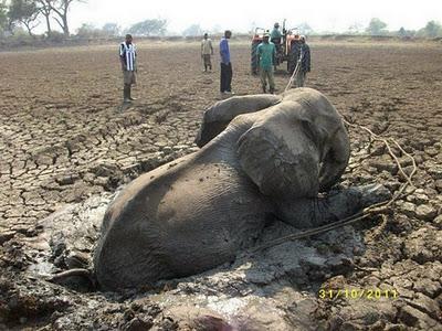 Bebé elefante y su madre rescatados del barro en Zambia (Galería de Imágenes)