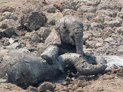 Bebé elefante y su madre rescatados del barro en Zambia (Galería de Imágenes)