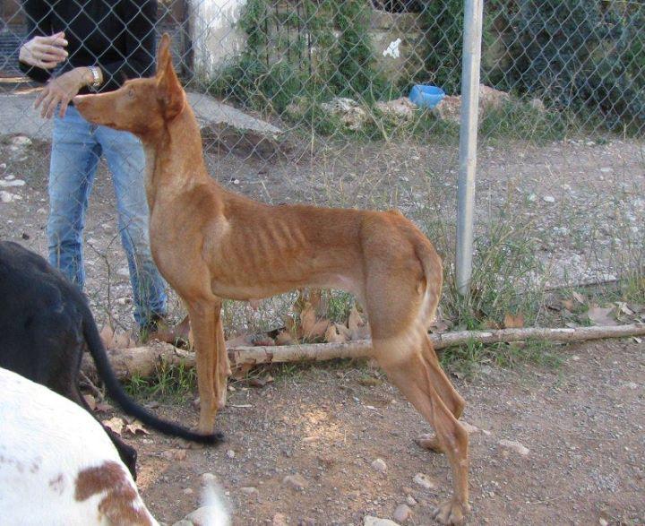 HONEY, LA PODENCA NO MALTRATADA.