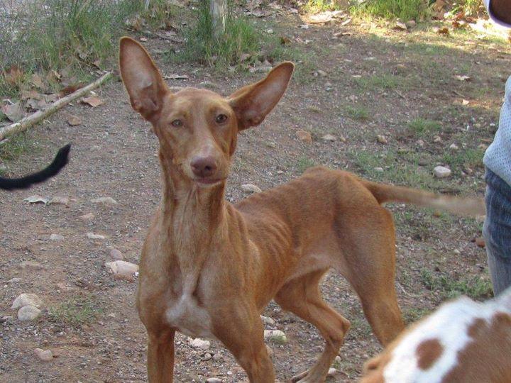 HONEY, LA PODENCA NO MALTRATADA.