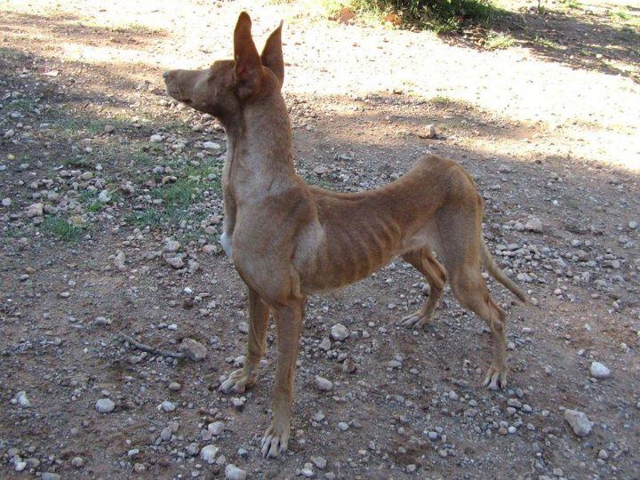 HONEY, LA PODENCA NO MALTRATADA.