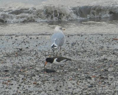 Ostrero en la ribera