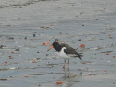 Ostrero en la ribera