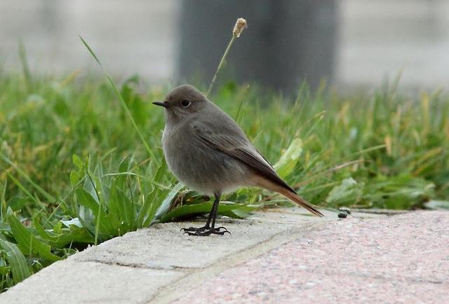 SÁBADO MUY DIVERTIDO-SATURDAY VERY FUN