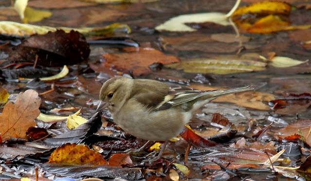 SÁBADO MUY DIVERTIDO-SATURDAY VERY FUN