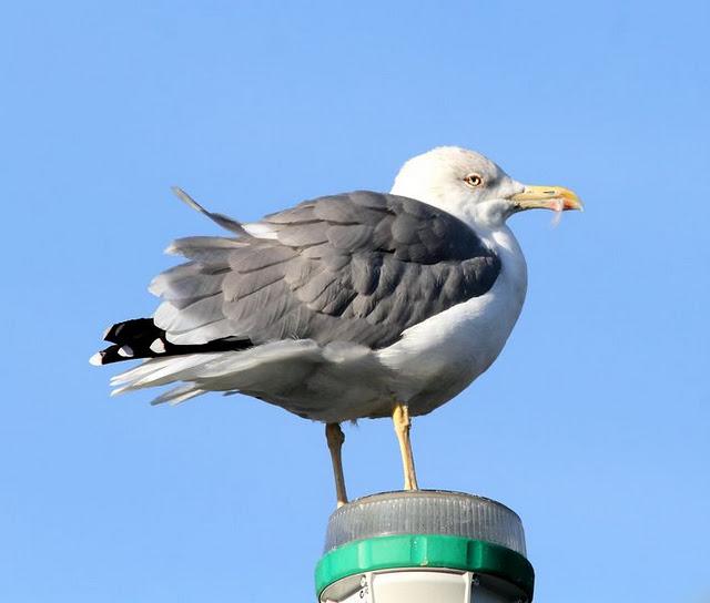 SÁBADO MUY DIVERTIDO-SATURDAY VERY FUN