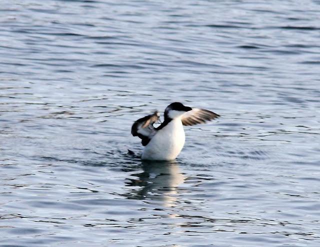 SÁBADO MUY DIVERTIDO-SATURDAY VERY FUN