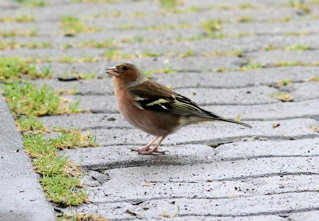 SÁBADO MUY DIVERTIDO-SATURDAY VERY FUN