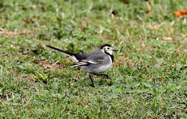 SÁBADO MUY DIVERTIDO-SATURDAY VERY FUN