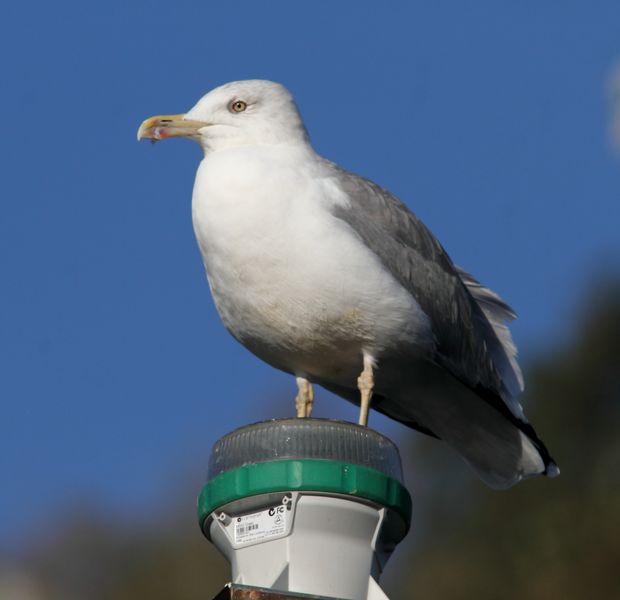 SÁBADO MUY DIVERTIDO-SATURDAY VERY FUN