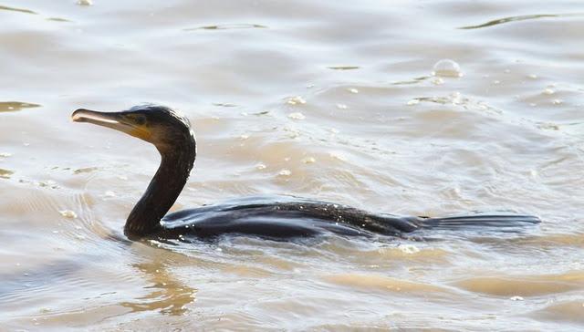 SÁBADO MUY DIVERTIDO-SATURDAY VERY FUN